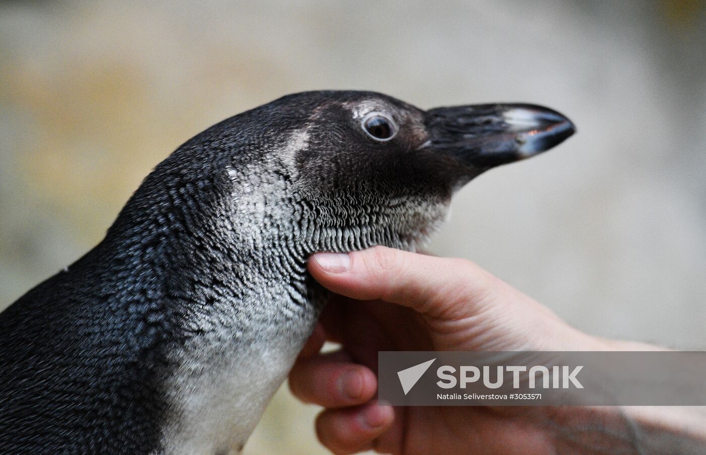 Humboldt's penguins weighed in and fed at Moscow Zoo