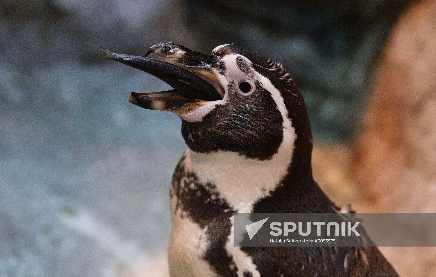 Humboldt's penguins weighed in and fed at Moscow Zoo