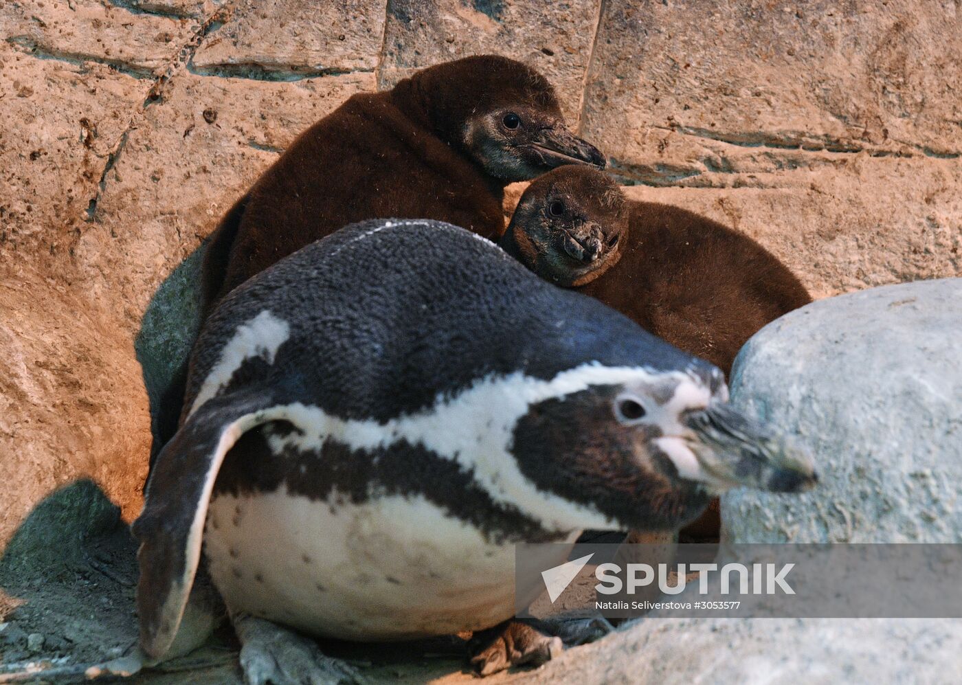 Humboldt's penguins weighed in and fed at Moscow Zoo