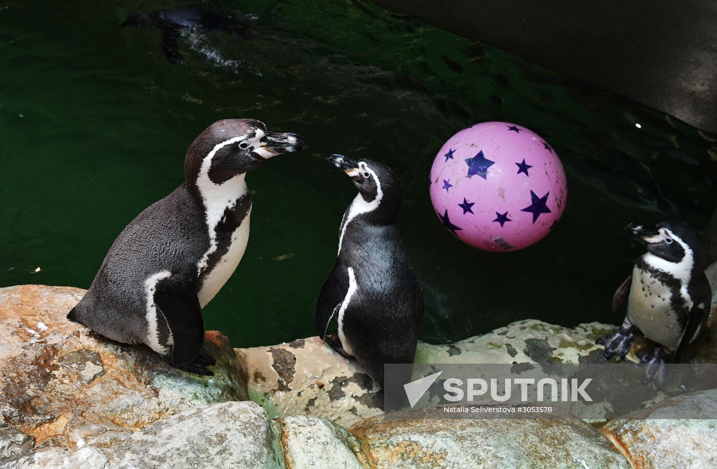 Humboldt's penguins weighed in and fed at Moscow Zoo