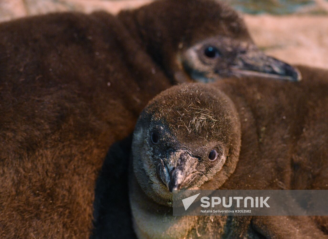 Humboldt's penguins weighed in and fed at Moscow Zoo