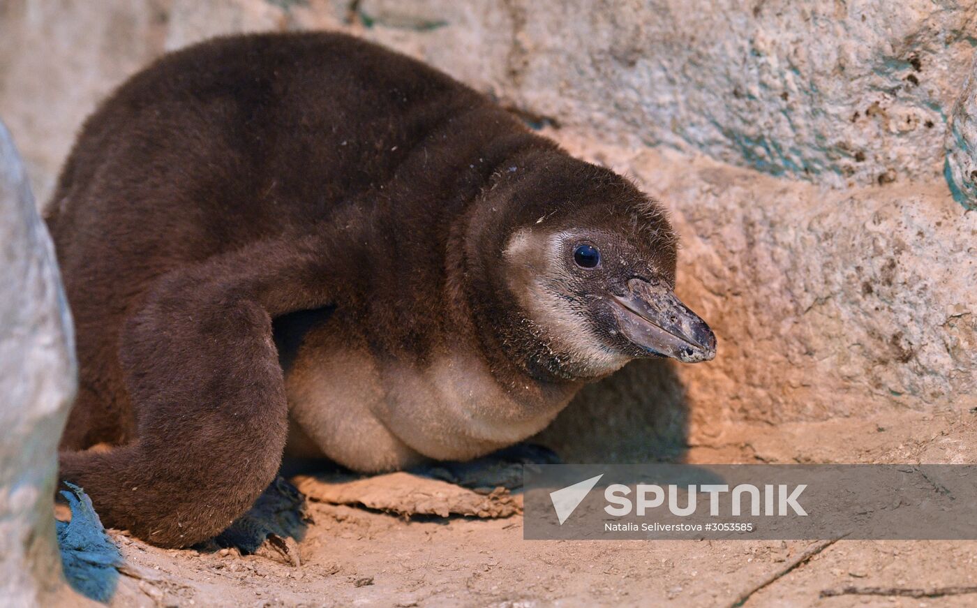 Humboldt's penguins weighed in and fed at Moscow Zoo