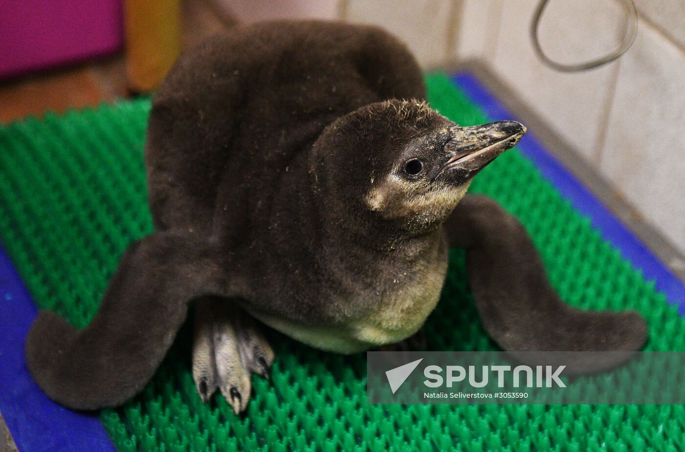 Humboldt penguins at Moscow Zoo