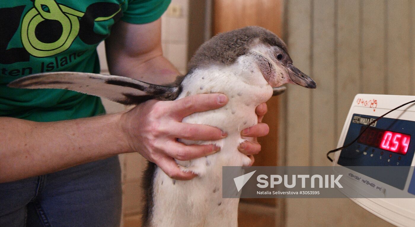 Humboldt penguins at Moscow Zoo