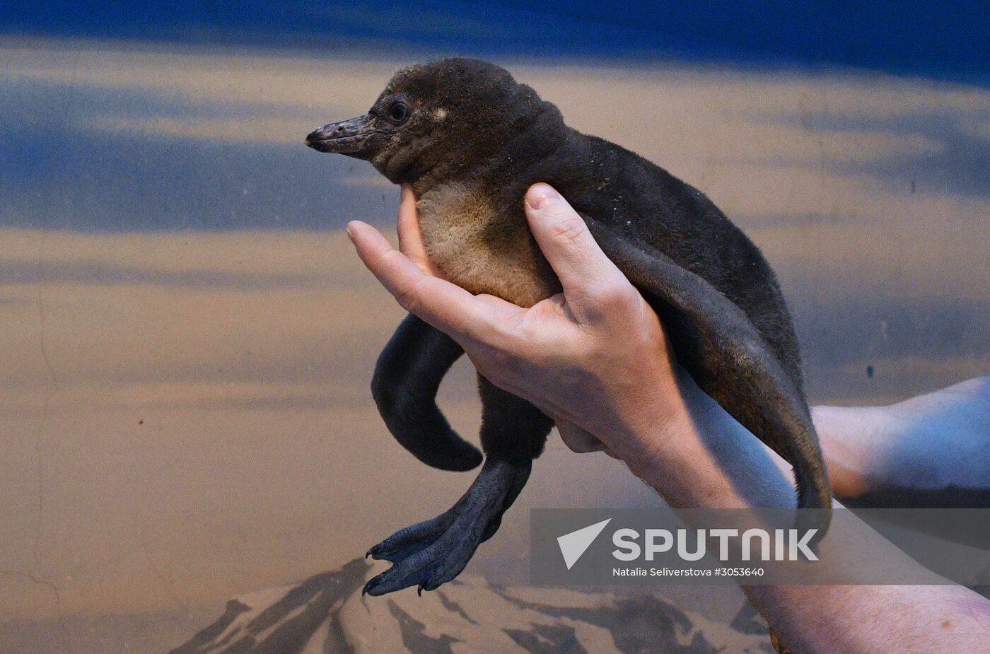 Humboldt's penguins weighed in and fed at Moscow Zoo