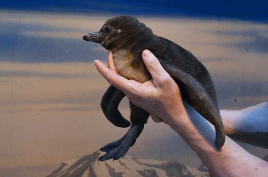 Humboldt's penguins weighed in and fed at Moscow Zoo