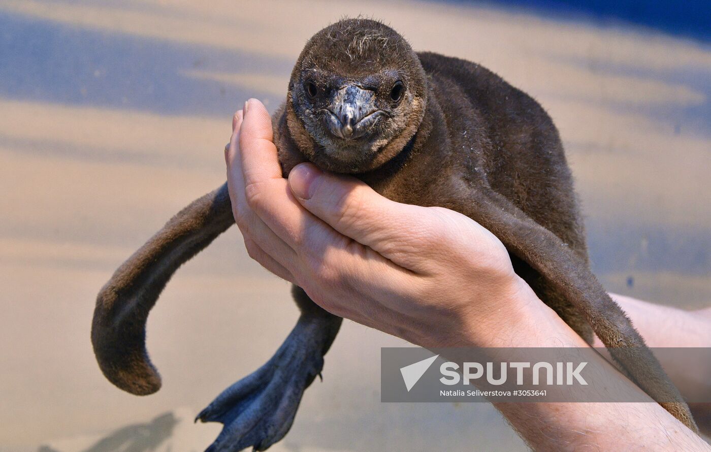 Humboldt's penguins weighed in and fed at Moscow Zoo