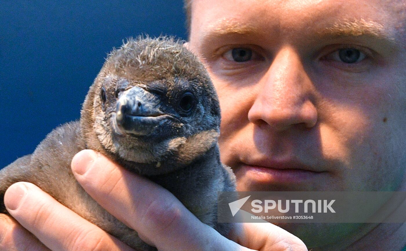 Humboldt's penguins weighed in and fed at Moscow Zoo