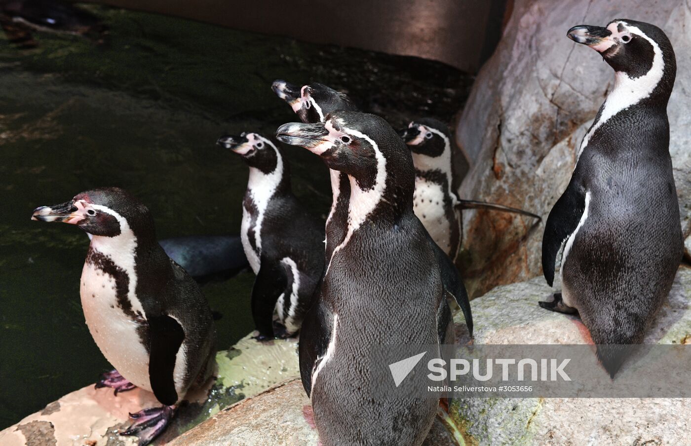 Humboldt's penguins weighed in and fed at Moscow Zoo