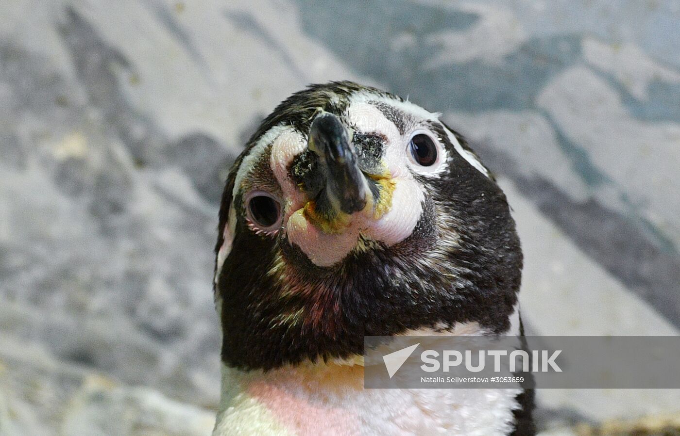 Humboldt's penguins weighed in and fed at Moscow Zoo