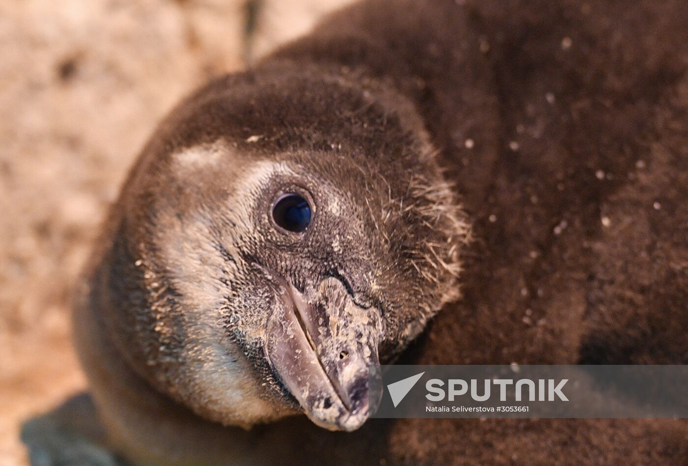 Humboldt's penguins weighed in and fed at Moscow Zoo