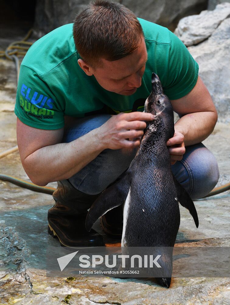 Humboldt's penguins weighed in and fed at Moscow Zoo