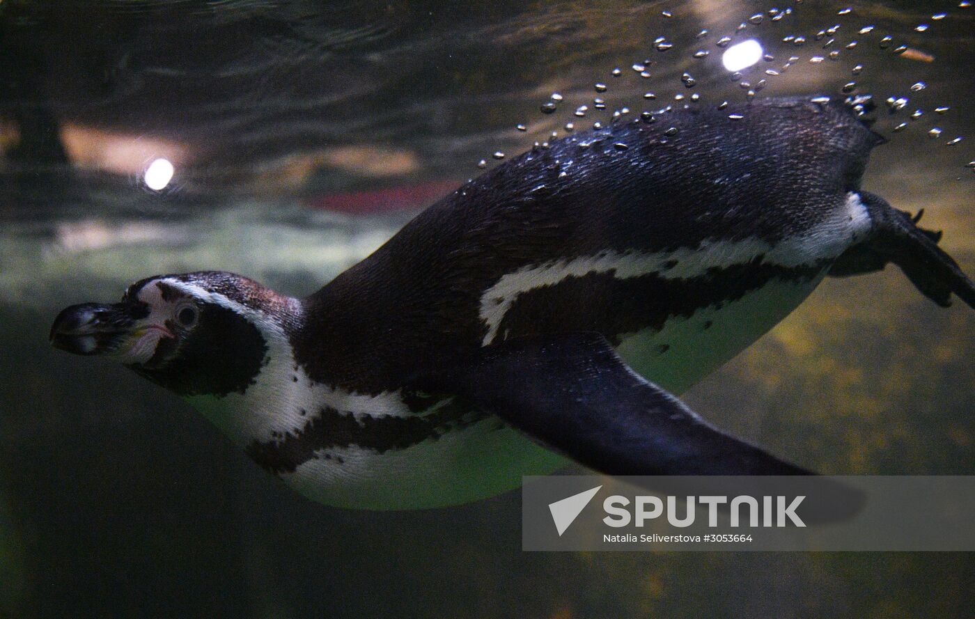 Humboldt's penguins weighed in and fed at Moscow Zoo