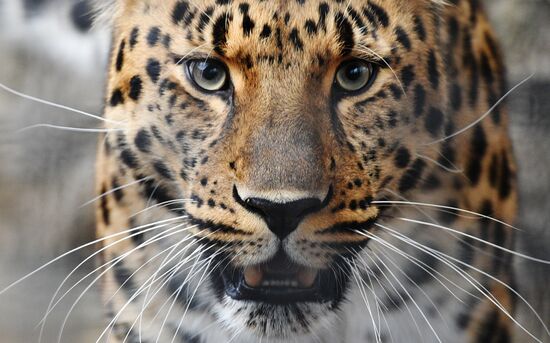 Moscow Zoo