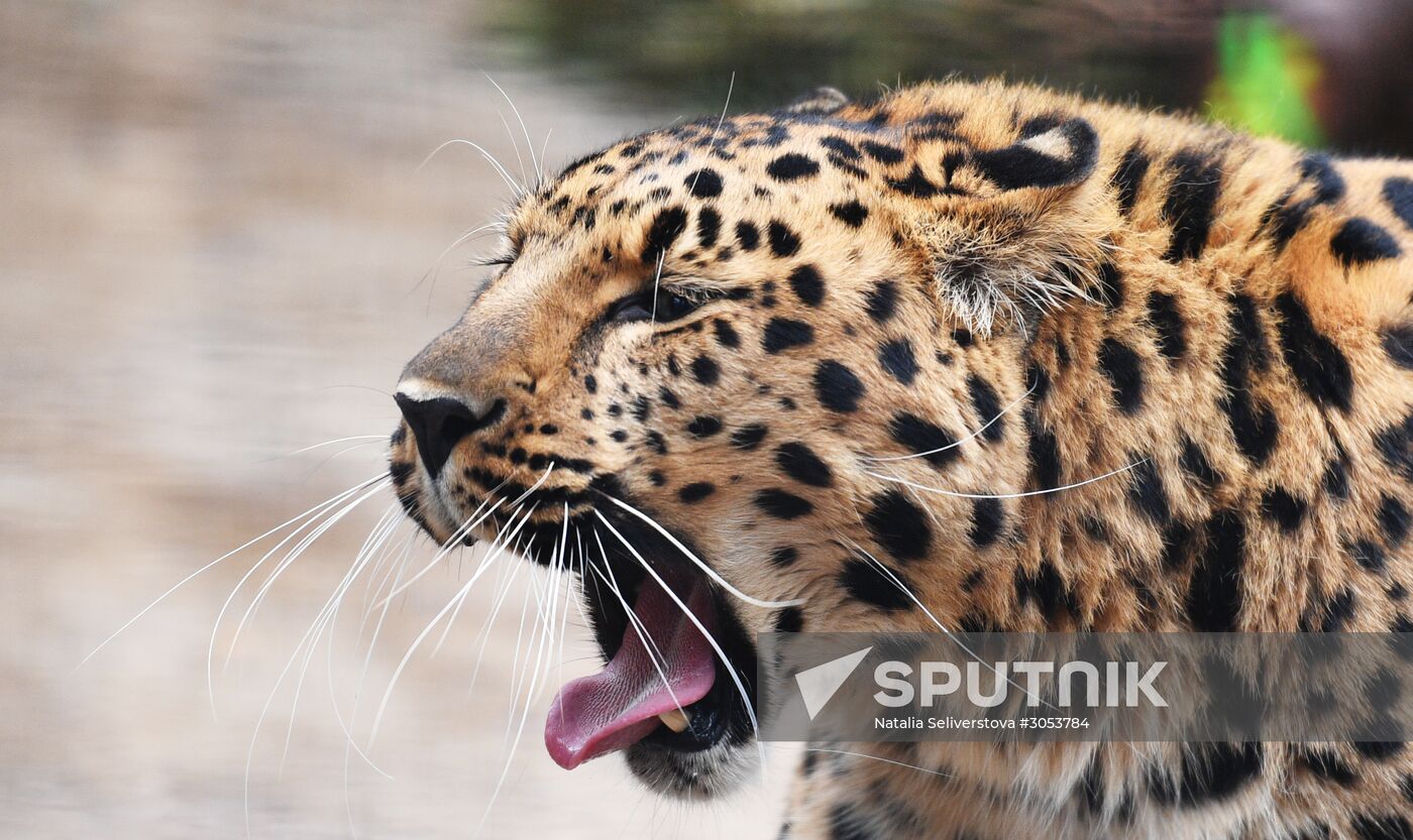 Moscow Zoo