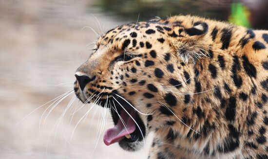 Moscow Zoo
