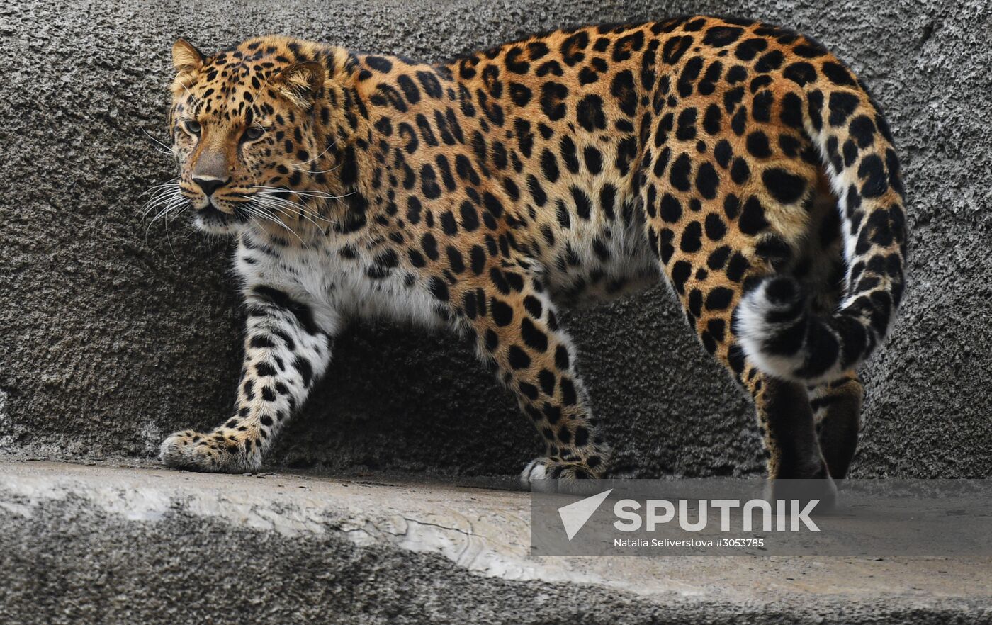 Moscow Zoo