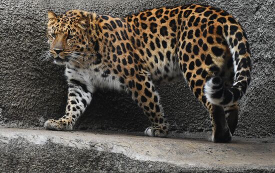 Moscow Zoo