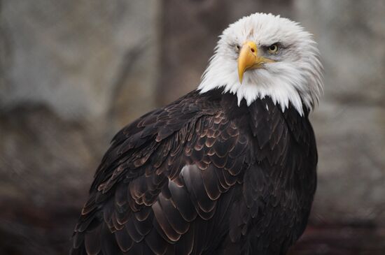 Moscow Zoo