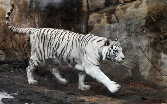 Moscow Zoo