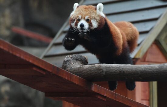 Moscow Zoo