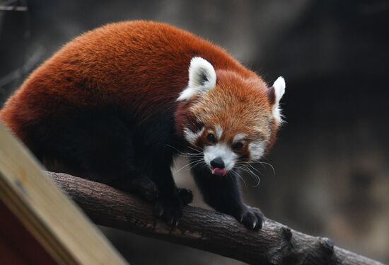 Moscow Zoo
