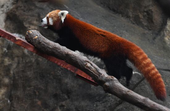 Moscow Zoo
