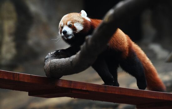 Moscow Zoo