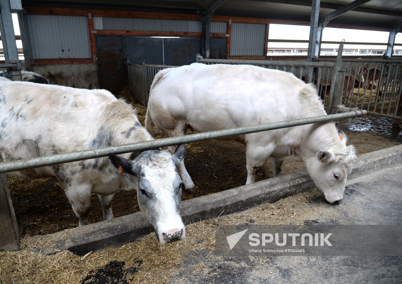 Molvest dairy complex in Voronezh Region