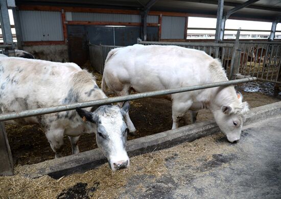 Molvest dairy complex in Voronezh Region