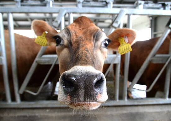 Molvest dairy complex in Voronezh Region