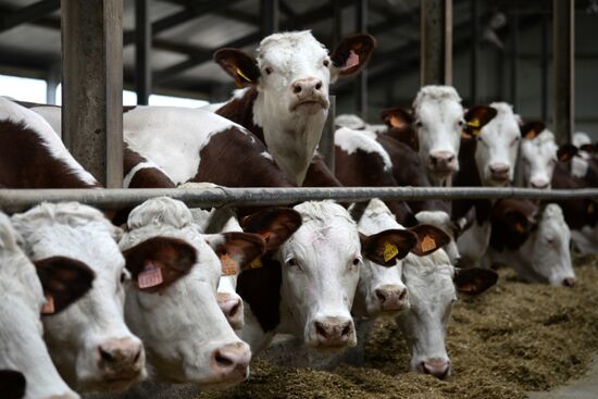 Molvest dairy complex in Voronezh Region