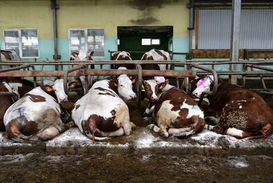 Molvest dairy complex in Voronezh Region