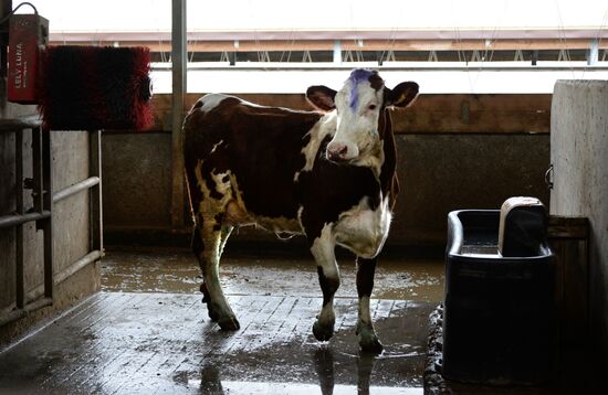 Molvest dairy complex in Voronezh Region