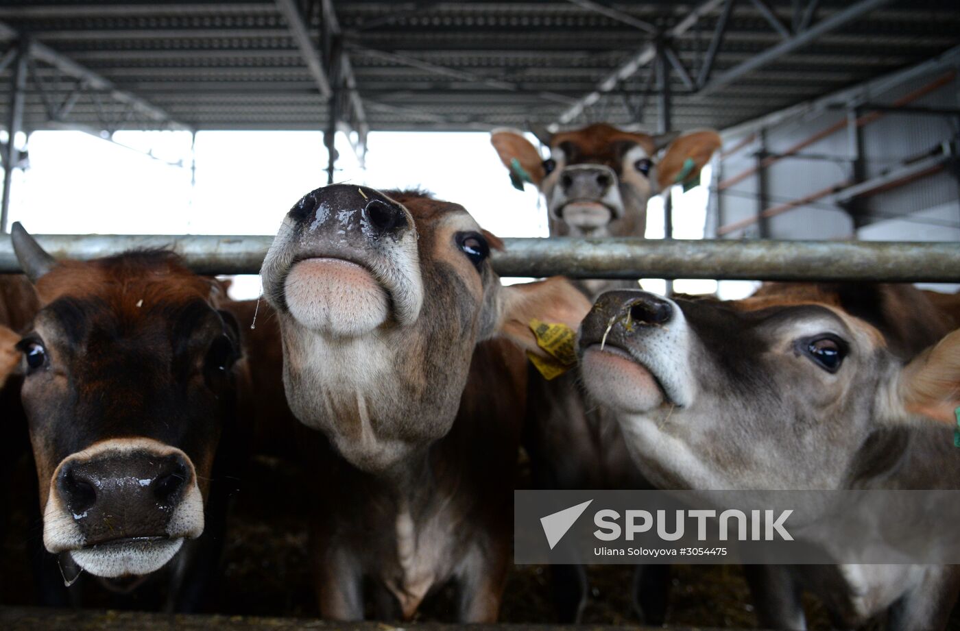 Molvest dairy complex in Voronezh Region