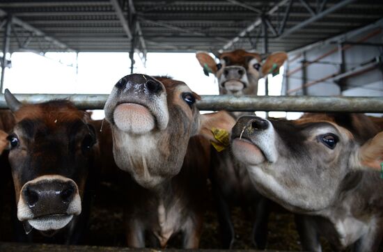 Molvest dairy complex in Voronezh Region