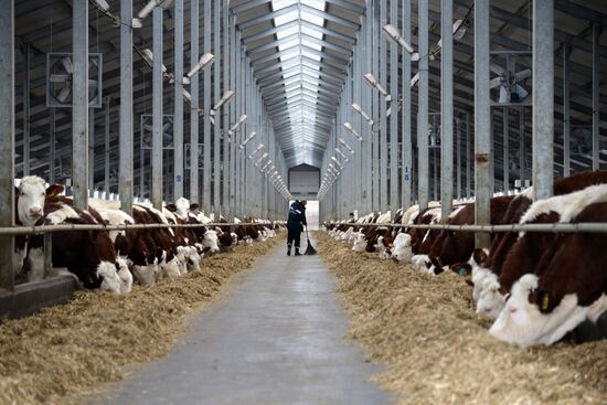 Molvest dairy complex in Voronezh Region