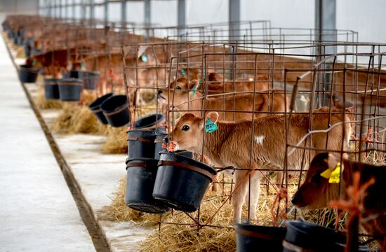Molvest dairy complex in Voronezh Region