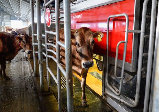 Molvest dairy complex in Voronezh Region