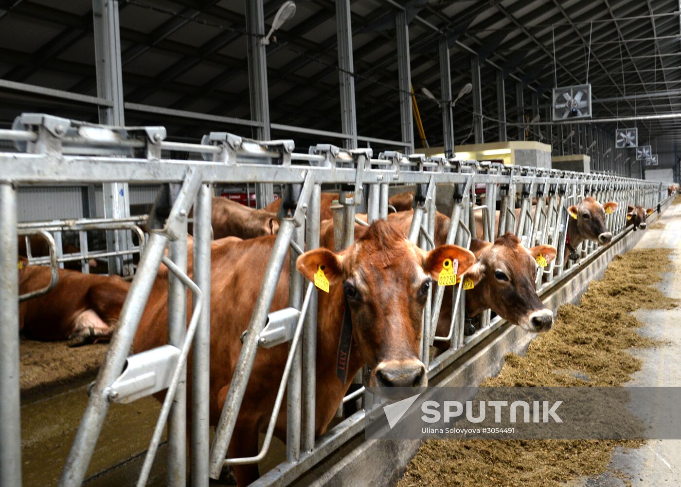 Molvest dairy complex in Voronezh Region