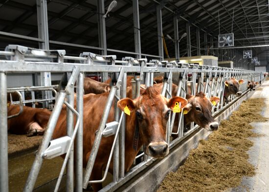 Molvest dairy complex in Voronezh Region