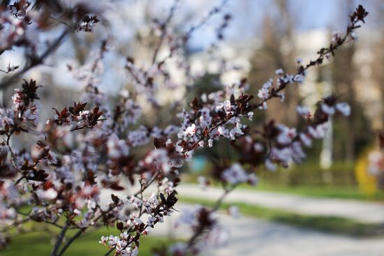 Spring in Krasnodar
