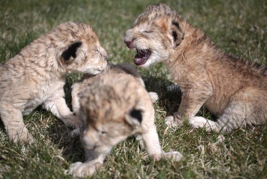 Three lion cubs born in Crimea's wild animal park Taygan