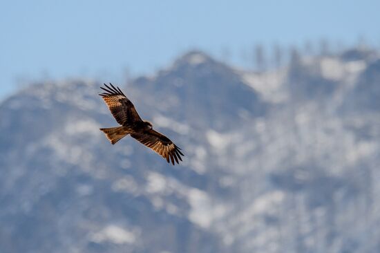 Russian regions. Altai Republic, Altai Territory