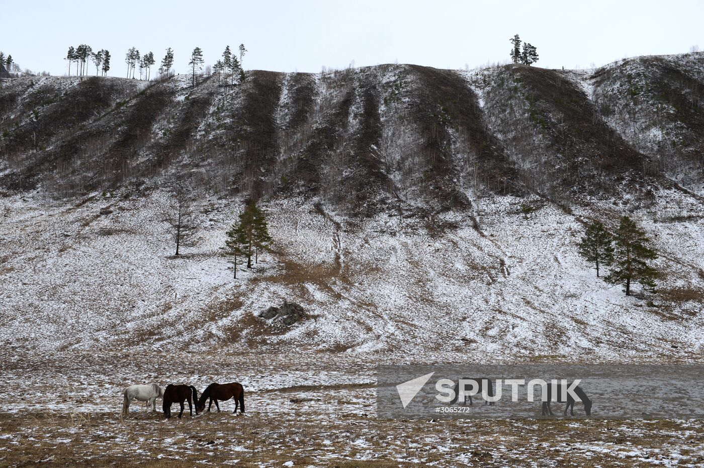 Russian regions. Altai Republic, Altai Territory