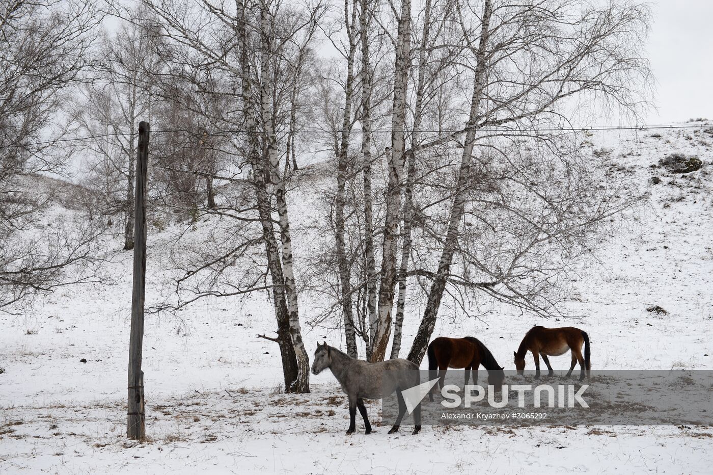 Russian regions. Altai Republic, Altai Territory