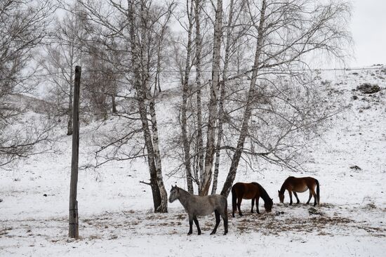 Russian regions. Altai Republic, Altai Territory