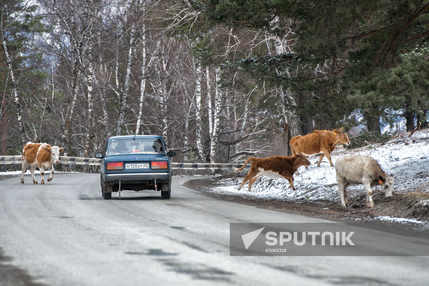 Russian regions. Altai Republic, Altai Territory