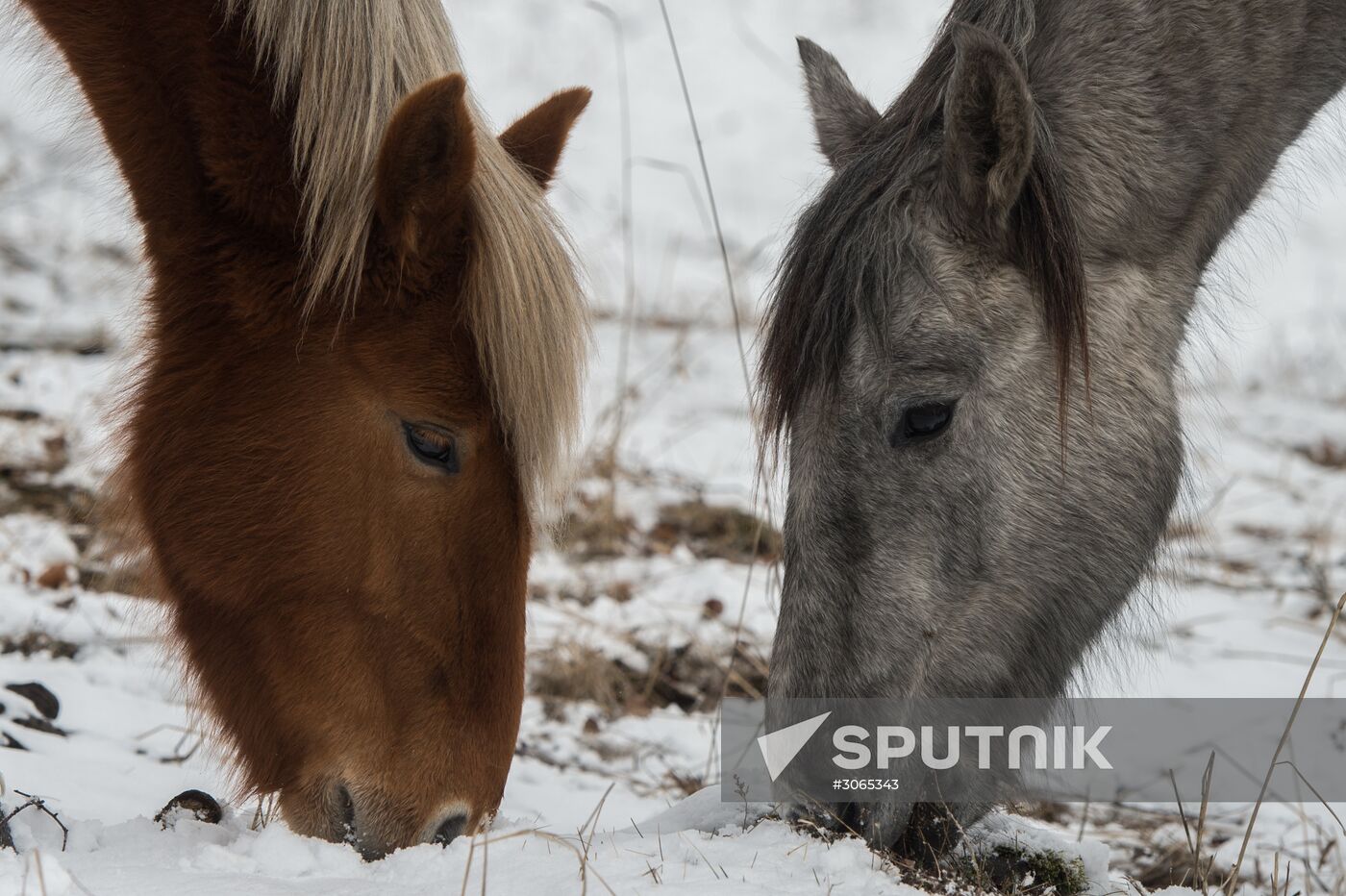 Russian regions. Altai Republic, Altai Territory