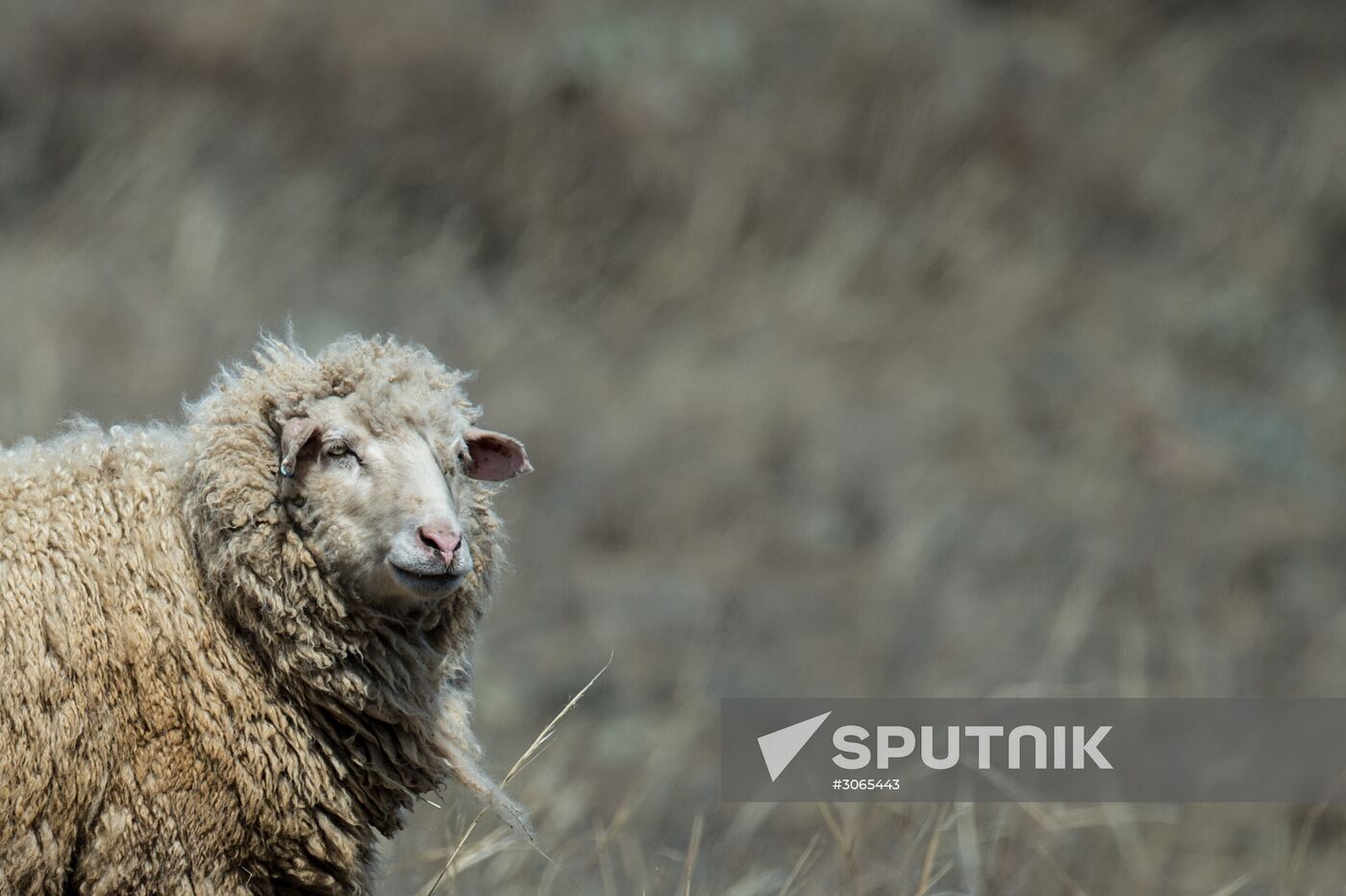 Russian regions. Altai Republic, Altai Territory